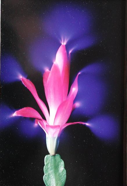 Flower on cactus and Kirlian efect