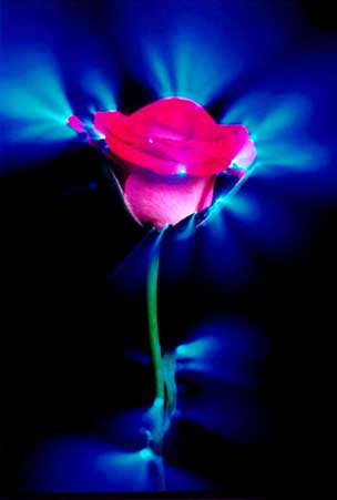 One more rose and Kirlian effect